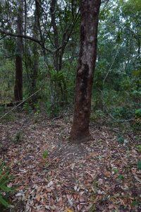 A tree in the forest without a trail camera attached