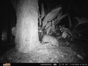 A bandicoot in the garden, captured at 1:06am by a trail camera